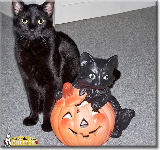 Chester, the Cat of the Day