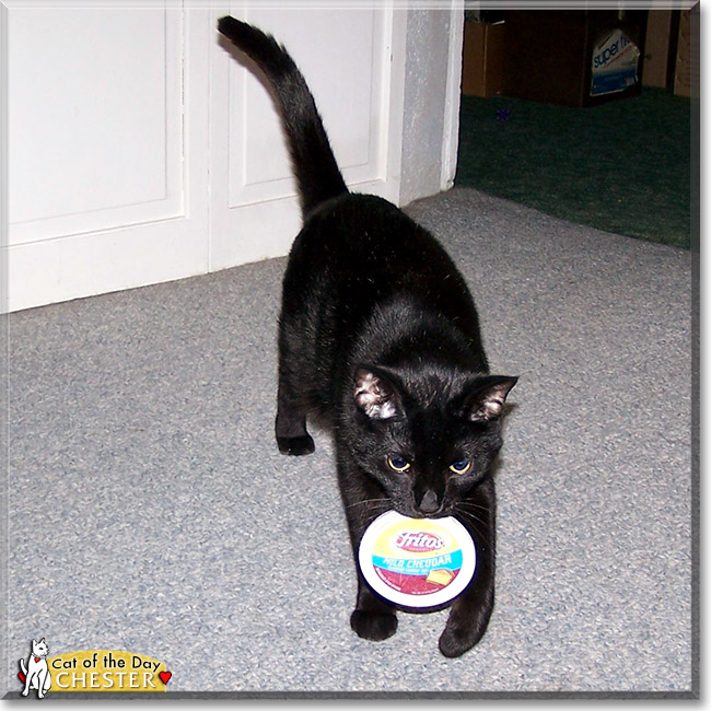 Chester, the Cat of the Day