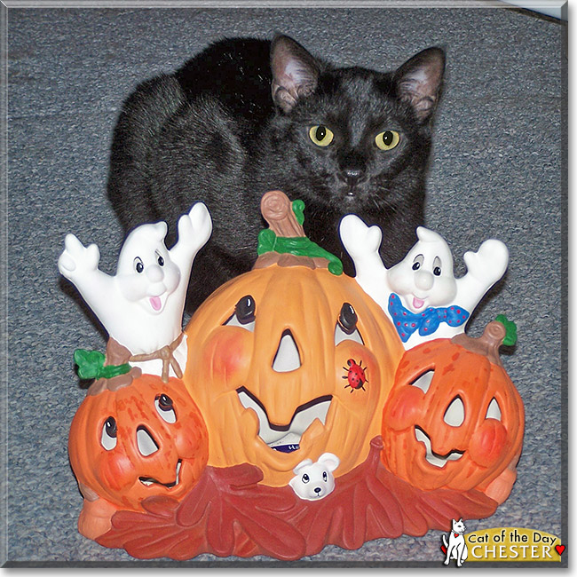 Chester, the Cat of the Day