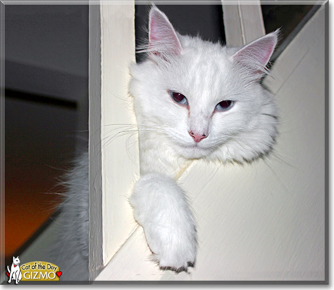 Gizmo, the Cat of the Day