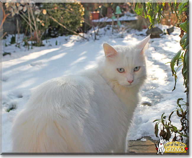 Gizmo, the Cat of the Day Gizmo, the Cat of the Day