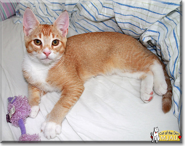 Mjau, the Cat of the Day