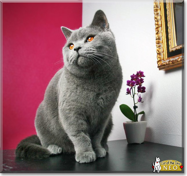 Neo, the Cat of the Day