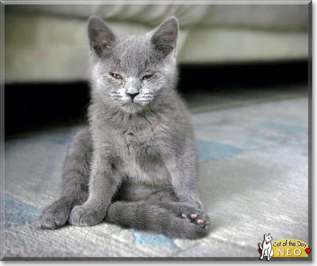 Neo, the Cat of the Day Neo, the Cat of the Day