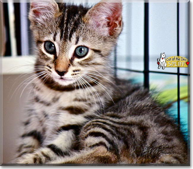 Spliff, the Cat of the Day
