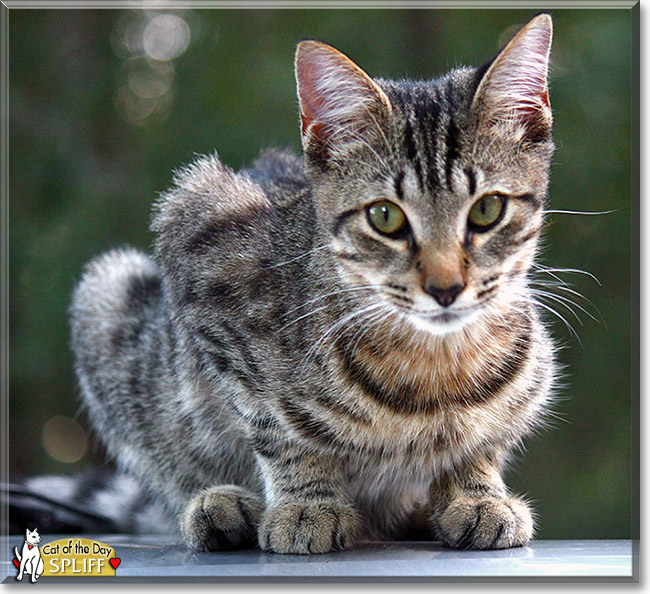 Spliff, the Cat of the Day Spliff, the Cat of the Day