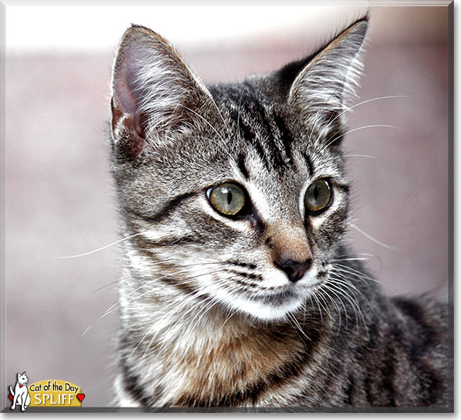 Spliff, the Cat of the Day Spliff, the Cat of the Day