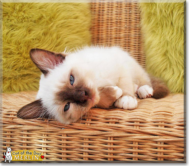 Merlin, the Cat of the Day