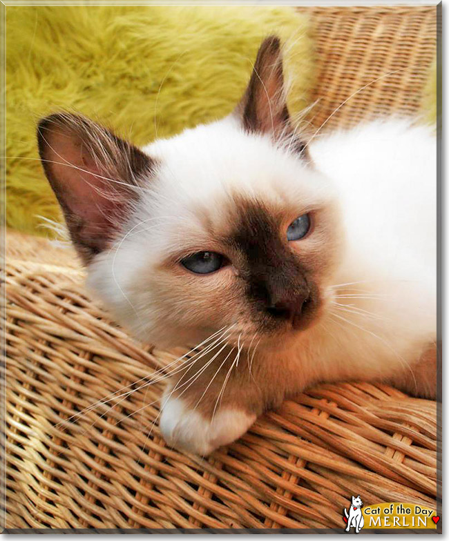 Merlin, the Cat of the Day Merlin, the Cat of the Day
