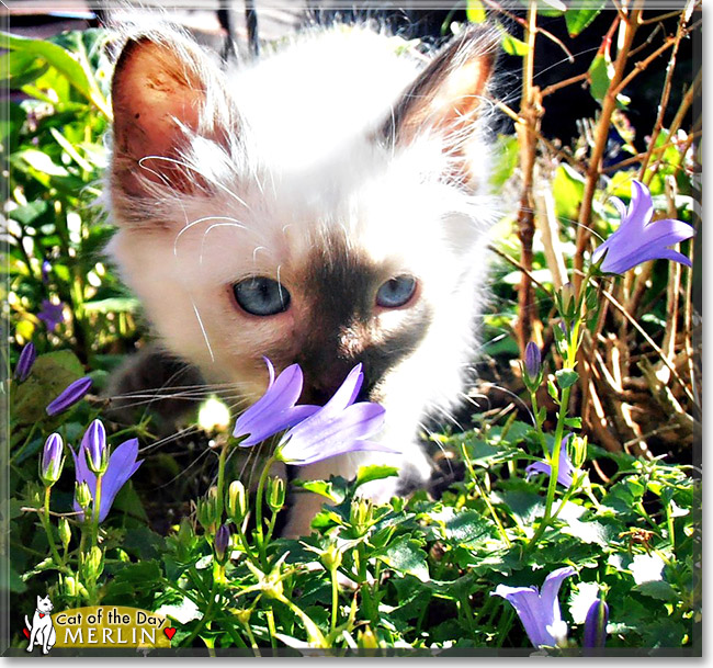 Merlin, the Cat of the Day Merlin, the Cat of the Day