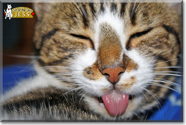 Jess, the Cat of the Day