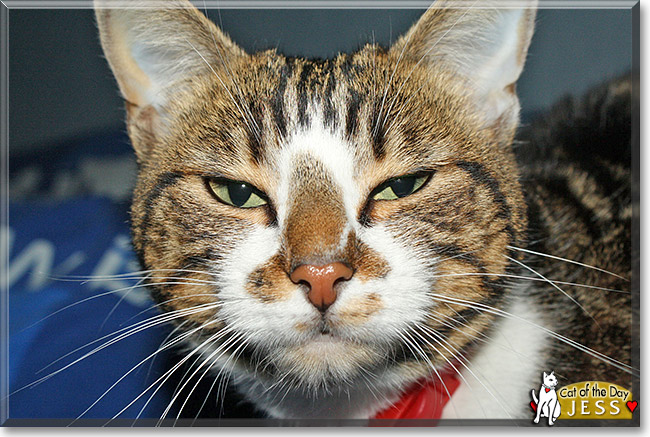 Jess, the Cat of the Day Jess, the Cat of the Day