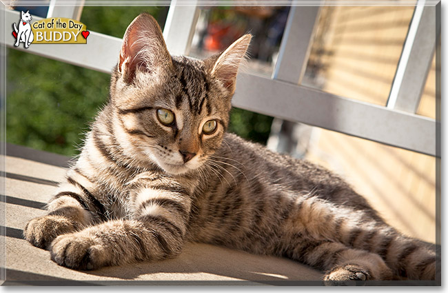 Buddy, the Cat of the Day