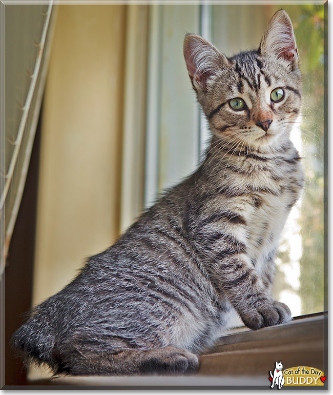 Buddy, the Cat of the Day Buddy, the Cat of the Day