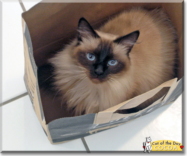 Cocoa, the Cat of the Day Cocoa, the Cat of the Day