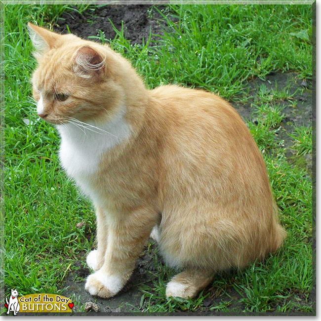 Buttons, the Cat of the Day Buttons, the Cat of the Day