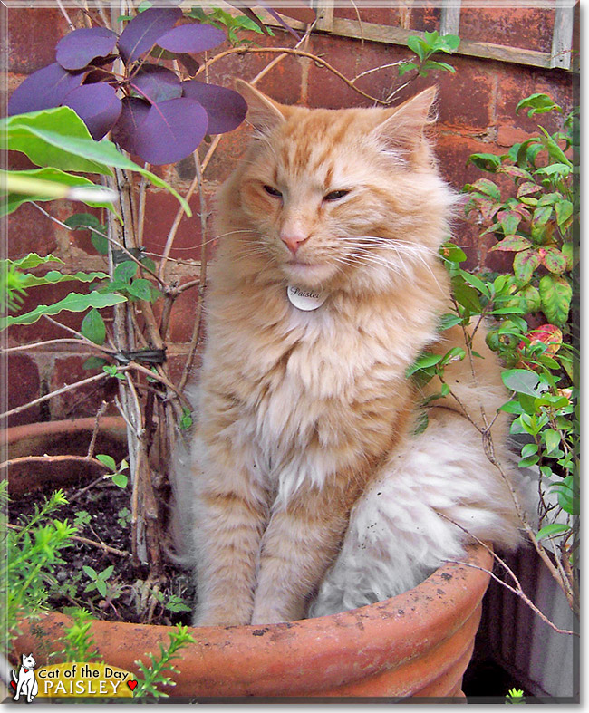 Paisley, the Cat of the Day Paisley, the Cat of the Day