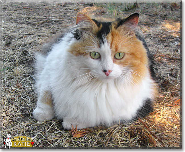Katie Buttercup, the Cat of the Day