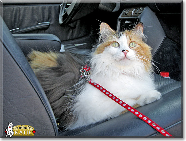 Katie Buttercup, the Cat of the Day Katie Buttercup, the Cat of the Day