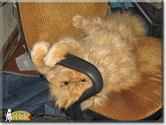 Persik, the Cat of the Day