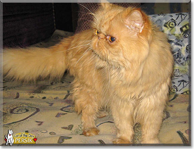 Persik, the Cat of the Day Persik, the Cat of the Day