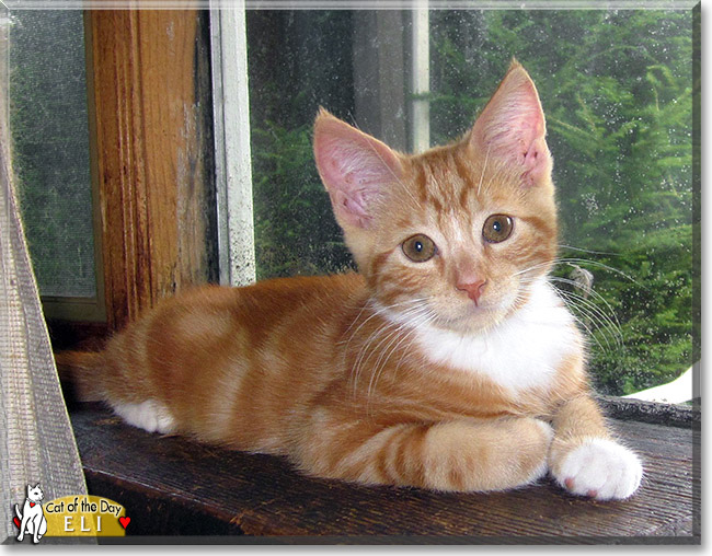 Eli, the Cat of the Day