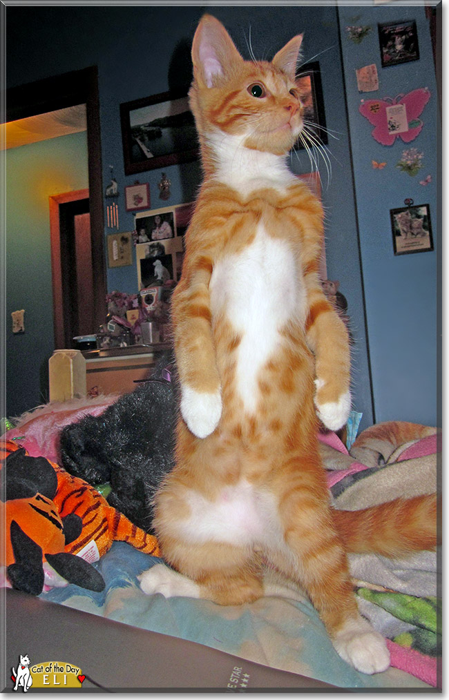 Eli, the Cat of the Day Eli, the Cat of the Day