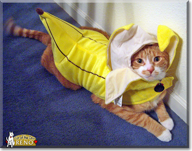Reno, the Cat of the Day