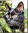 Beare the American shorthair