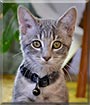 Pepper Mint the Cat