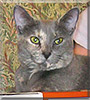 Emily the Domestic Shorthair