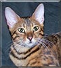 Emma Jade the Bengal Cat