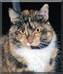 Isabelle the Shorthair Tortie Calico