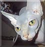 Jazzy the Sphynx Cat