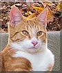 Finnegan the Domestic shorthair
