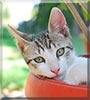 Jimmie the Cat