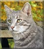 Snickers the Tabby