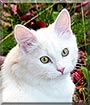 Loki the Norwegian Forest cat