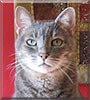 Lily the Cat