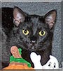 Chester the Domestic Shorthair
