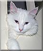 Gizmo the Cat