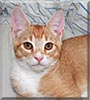 Mjau the Domestic Shorthair