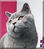 Neo the Chartreux