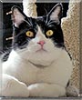 Mystery the American Shorthair, Tuxedo