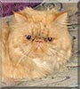Persik the Persian