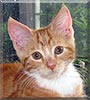 Eli the Orange, Cream Tabby