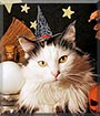 Mumei the Turkish Angora