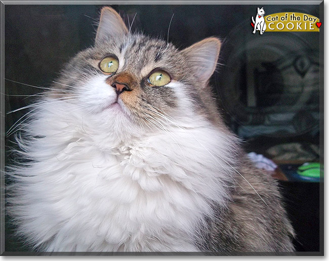 Cookie, the Cat of the Day