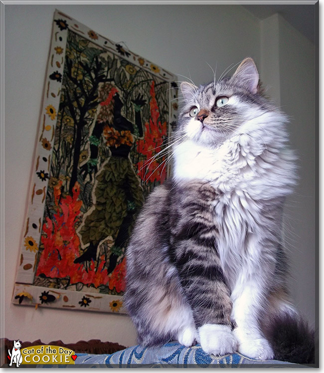Cookie, the Cat of the Day Cookie, the Cat of the Day