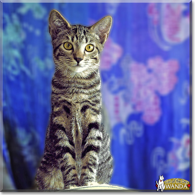 Wanda, the Cat of the Day